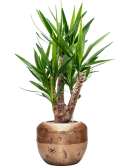 Yucca elephantipes in Baq Opus Raw Grond (Vulkastrat)