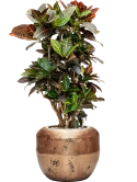 Croton (Codiaeum) variegatum 'Petra' in Baq Opus Raw Grond (Vulkastrat)