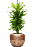 Dracaena fragrans 'Golden Coast' in Baq Opus Raw Grond (Vulkastrat)