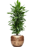 Dracaena fragrans 'Janet Lind' in Baq Opus Raw Grond (Vulkastrat)
