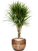 Dracaena marginata in Baq Opus Raw Grond (Vulkastrat)