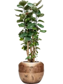 Aralia (polyscias) fabian in Baq Opus Raw Grond (Vulkastrat)