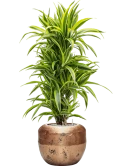 Dracaena fragrans 'Lemon Lime' in Baq Opus Raw Grond (Vulkastrat)