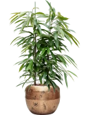 Ficus binnendijkii 'Amstel King' in Baq Opus Raw Hydrocultuur