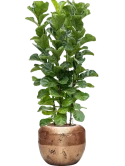Ficus lyrata 'Bambino' in Baq Opus Raw Hydrocultuur
