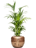 Kentia (Howea) forsteriana in Baq Opus Raw Hydrocultuur