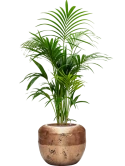 Kentia (Howea) forsteriana in Baq Opus Raw Hydrocultuur