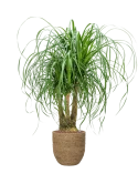 Beaucarnea recurvata in Bohemian Hydrocultuur Hydrocultuur