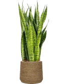 Sansevieria zeylanica in Bohemian Grond (Vulkastrat)