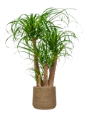 Beaucarnea recurvata in Bohemian Grond (Vulkastrat) Grond (Vulkastrat)