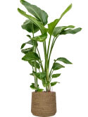 Strelitzia nicolai in Bohemian Hydrocultuur Hydrocultuur