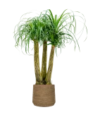 Beaucarnea recurvata in Bohemian Hydrocultuur Hydrocultuur
