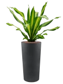 Dracaena fragrans 'Burley' in Grigio Hydrocultuur