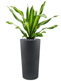 Dracaena fragrans 'Burley' in Grigio Hydrocultuur met Beach pebbles zwart 16-25 mm