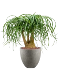 Beaucarnea recurvata in Grigio Hydrocultuur Hydrocultuur