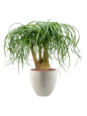 Beaucarnea recurvata in Grigio Hydrocultuur Hydrocultuur