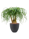 Beaucarnea recurvata in Grigio Hydrocultuur