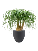 Beaucarnea recurvata in Grigio Hydrocultuur met Beach pebbles zwart 16-25 mm Hydrocultuur met Beach pebbles zwart 16-25 mm