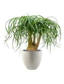 Beaucarnea recurvata in Grigio Hydrocultuur met Beach pebbles zwart 16-25 mm Hydrocultuur met Beach pebbles zwart 16-25 mm