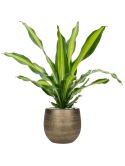 Dracaena fragrans 'Burley' in Ryan Grond (Vulkastrat)