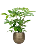 Schefflera actinophylla 'Amate' in Ryan Grond (Vulkastrat)