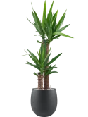 Yucca elephantipes in Grigio Grond (Vulkastrat)