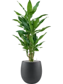 Dracaena fragrans 'Burundii' in Grigio Grond (Vulkastrat) Grond (Vulkastrat)