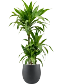 Dracaena fragrans 'Janet Craig' in Grigio Grond (Vulkastrat)