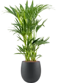 Kentia (Howea) forsteriana in Grigio Hydrocultuur Hydrocultuur