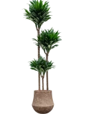Dracaena fragrans 'Compacta' in Baq Polystone Coated Plain Hydrocultuur Hydrocultuur