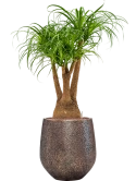 Beaucarnea recurvata in Baq Opus Hit Hydrocultuur