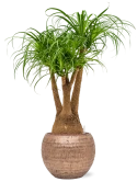 Beaucarnea recurvata in Baq Opus Hammered Hydrocultuur