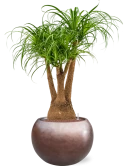 Beaucarnea recurvata in Baq Metallic Silver leaf Hydrocultuur