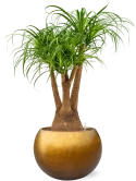 Beaucarnea recurvata in Baq Metallic Silver leaf Hydrocultuur