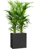 Kentia (Howea) forsteriana in Grigio Grond (Vulkastrat)