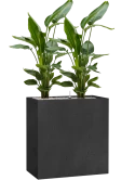 Strelitzia nicolai in Grigio Grond (Vulkastrat) Grond (Vulkastrat)
