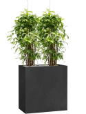 Dracaena surculosa in Grigio Grond (Vulkastrat)