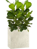 Ficus lyrata in Grigio Hydrocultuur Hydrocultuur