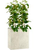Tetrastigma voinierianum in Grigio Hydrocultuur Hydrocultuur