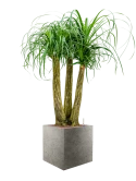 Beaucarnea recurvata in Grigio Hydrocultuur Hydrocultuur