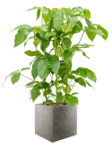 Schefflera actinophylla 'Amate' in Grigio Hydrocultuur Hydrocultuur