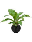 Anthurium ellipticum 'Jungle bush' in Capi Nature Groove Hydrocultuur Hydrocultuur