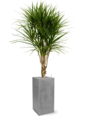 Dracaena marginata in Fiberstone Grond (Vulkastrat)