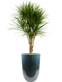 Dracaena marginata in Pure Grond (Vulkastrat)
