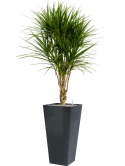 Dracaena marginata in Runner Grond (Vulkastrat) Grond (Vulkastrat)