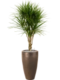 Dracaena marginata in Plain Grond (Vulkastrat)