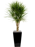 Dracaena marginata in Plain Grond (Vulkastrat)