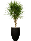Dracaena marginata in Capi Nature Rib NL Grond (Vulkastrat)