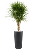 Dracaena marginata in Grigio Grond (Vulkastrat) Grond (Vulkastrat)