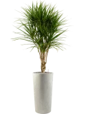 Dracaena marginata in Grigio Grond (Vulkastrat)